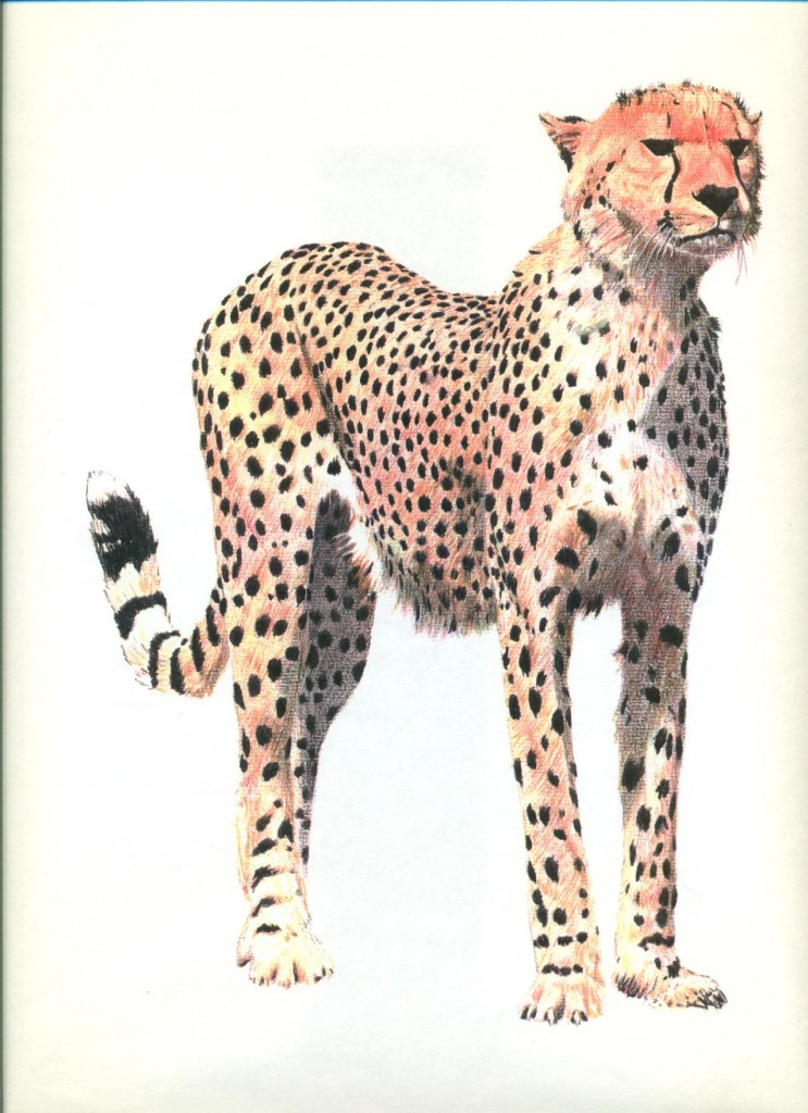 ghepardo acquarello e matita